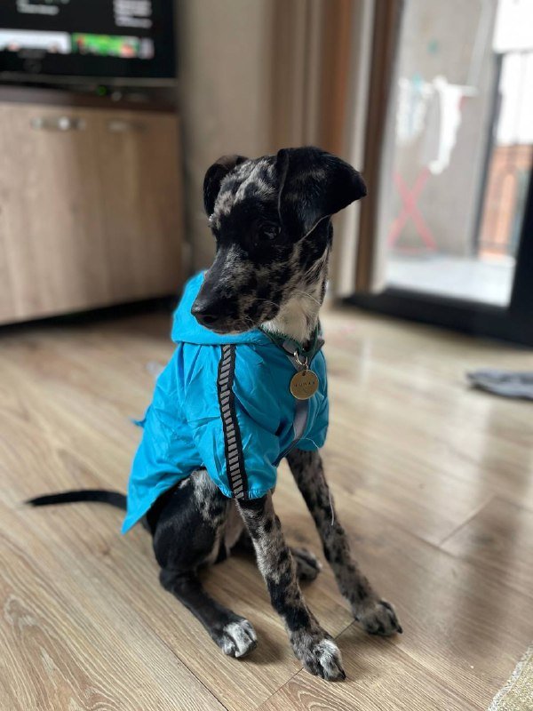 Куртка для собаки, шлейка анатомическая, рулетка xs 3 метра