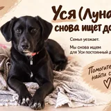 Собака Уся 1