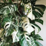 Монстера Albo Variegata 3