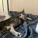 Котенок Тео 6