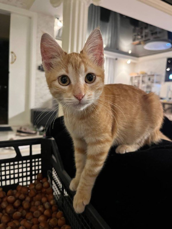 Рыжий котёнок девочка 3-4 месяца ищет дом 2