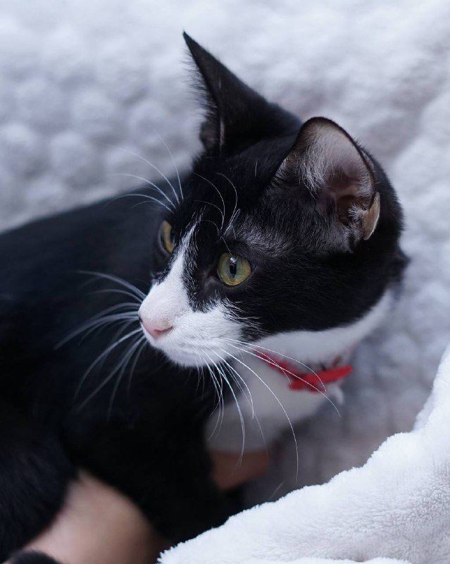 Кошка Вишенка ищет дом 4