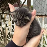 Котёнок ищет дом 3