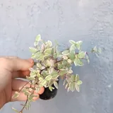 Комнатные растения 2
