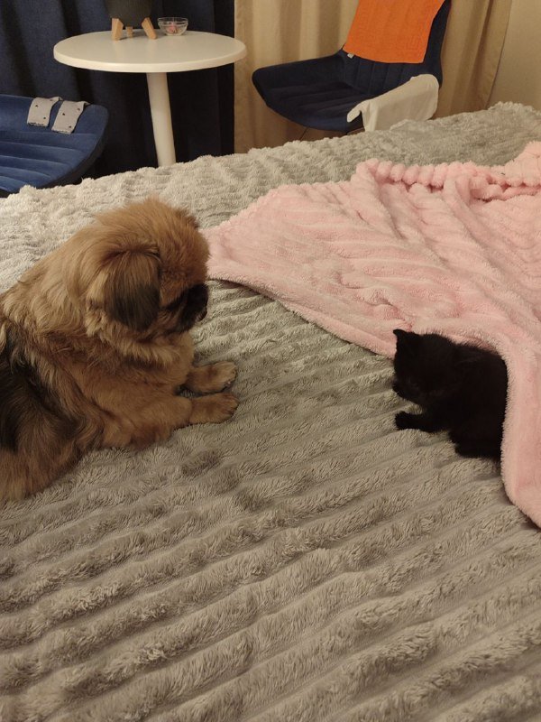 Котёнок ищет дом 4