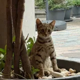 Котенок 3