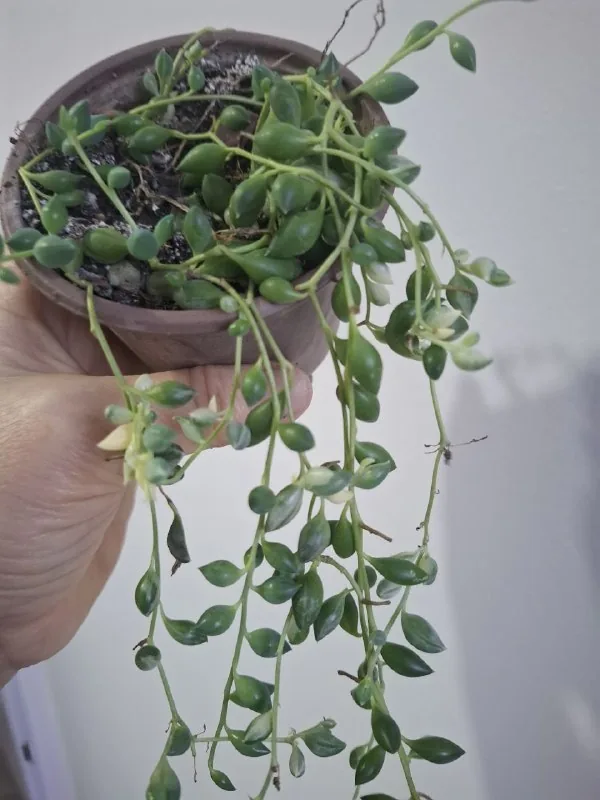Суккуленты, традесканция, дерево любви, кактус 4