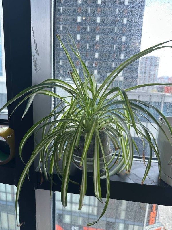 Кофейное дерево, Авокадо, хлорофитум, традесканция с горшками 4