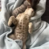 Котята 2