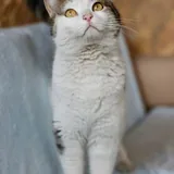 Кошка Пунтуша 4