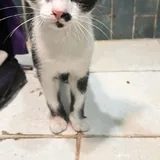 Котенок Шуфа 5