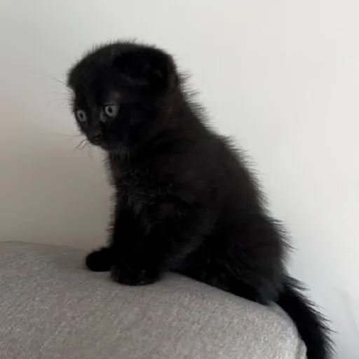 Кот-британец