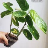 Растения для дома и балкона 9