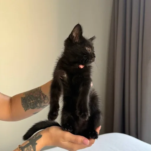 Черные котята