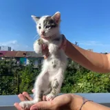 Два котёнка ищут дом 4