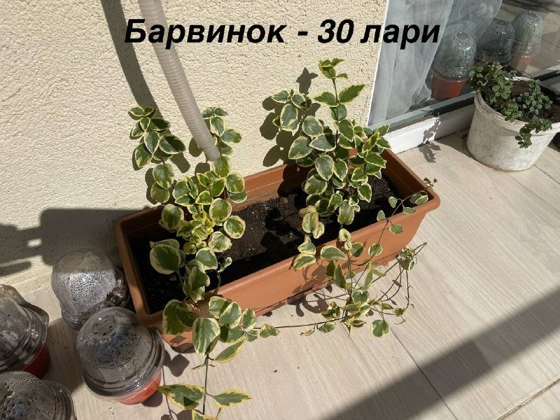 растения 6