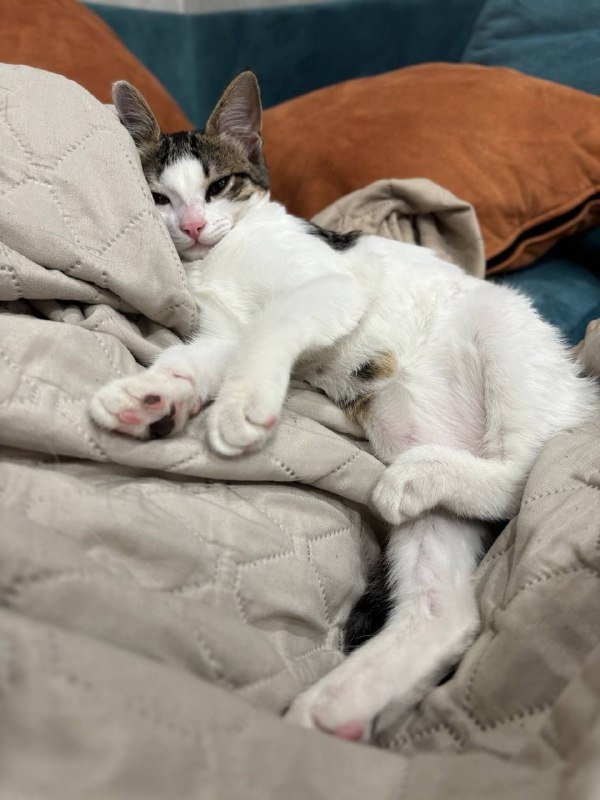 Котенок Микроба для добрых рук 5