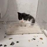 Котенок Каха 2