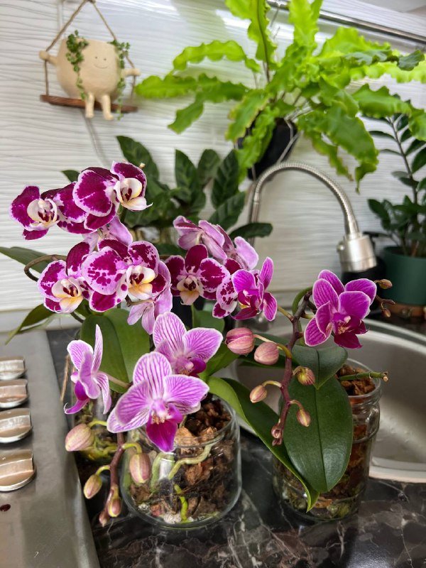 Орхидеи мини, Папоротник, Замиокулькас 2