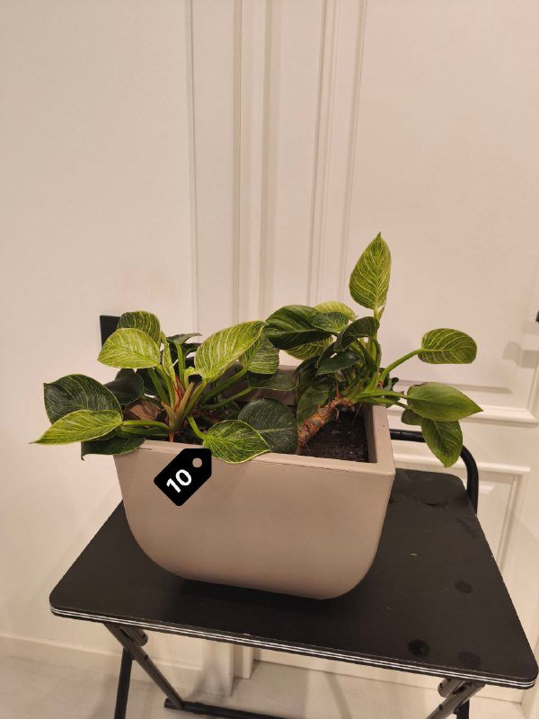 Стрелиция Николая, Замиокулькас, Монстера, Филодендроны и др. 10