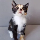 Котенок Ариэль 4