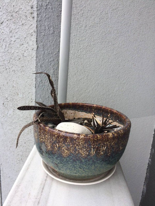 растения в горшке