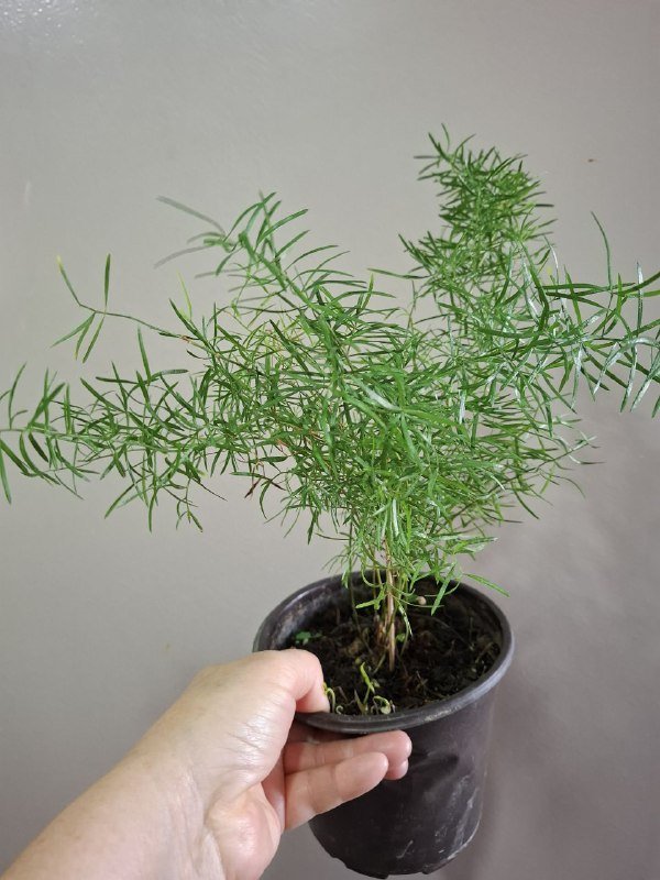 Аспарагус, рафидофора монстера, перец, хлорофитум, суккуленты, папоротник, мини монстера 3