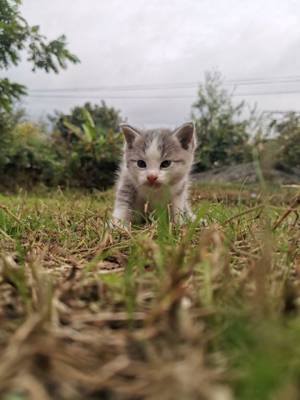 Котята домашние голубые и с белым 6