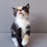 Котенок Ариэль 5