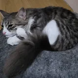 Кошка Белка 3