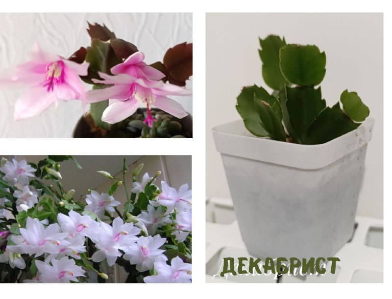 Суккуленты, Красула Голлум, Декабрист, Пеларгония, Традесканция 8