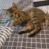 Котенок табби, девочка 7