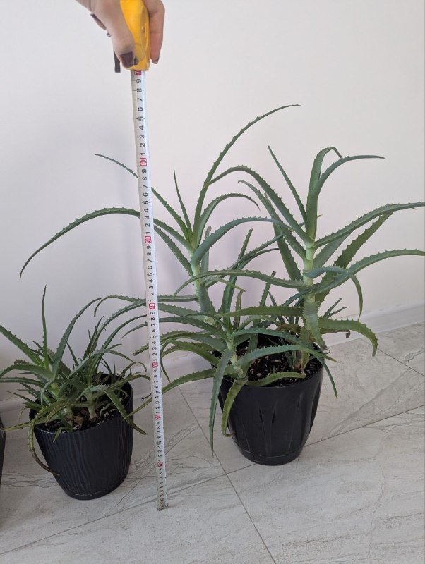 Традесканция, Алое 2