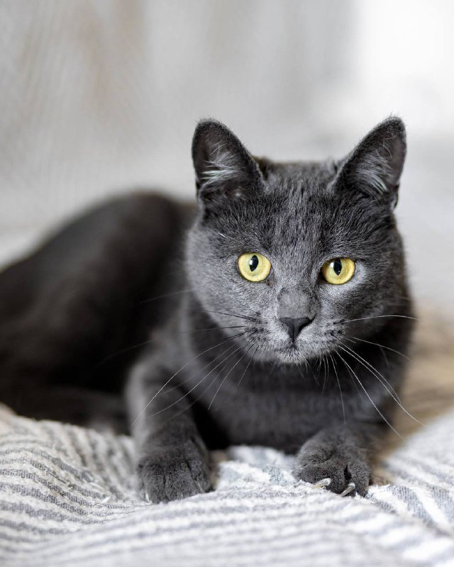 Кошка Моти ищет дом