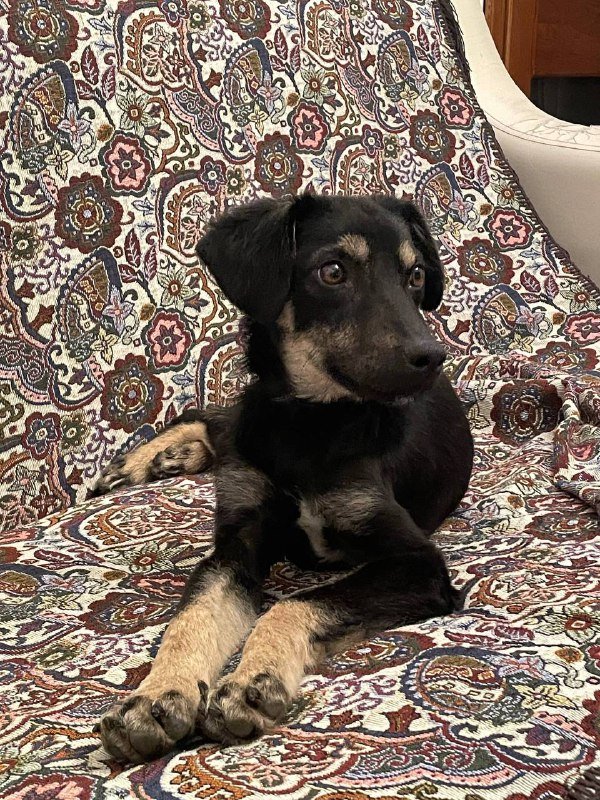 Щенок для нового дома