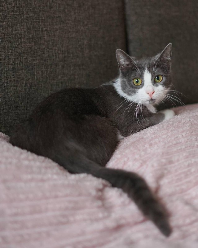 Кошка Луна для передержки или в семью