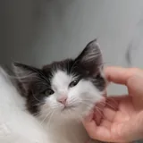 Котенок 3