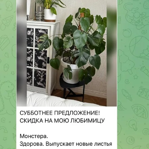 Монстера
