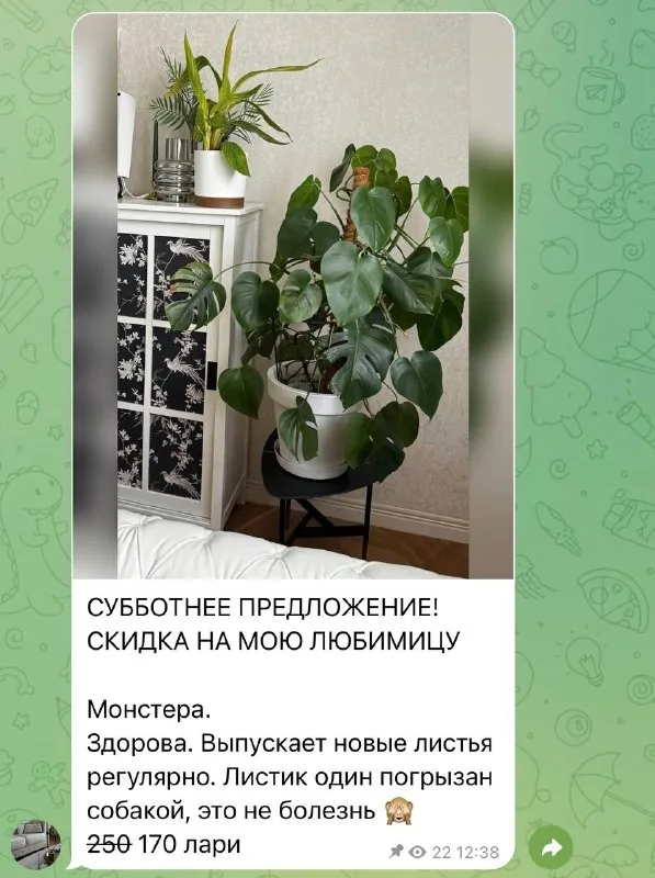 Монстера