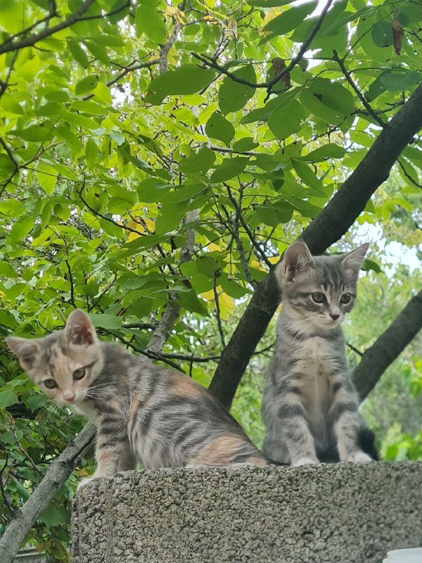 Котята ласковые и милые 5