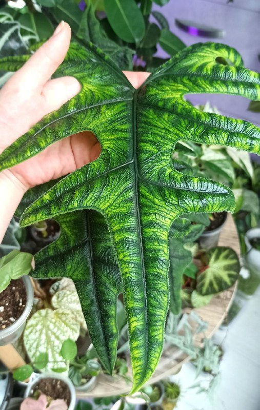 Клубни алоказий Лонгилоба, Нобилис, Жаклин 2