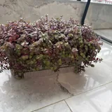 Домашняя коллекция растений, горшки и кашпо 6