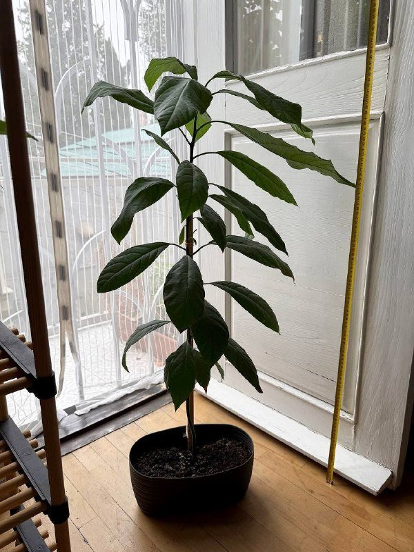 Комнатные цветы с горшками Фикус, Авокадо, Пальма, Вриезия, Гипоэстес 6