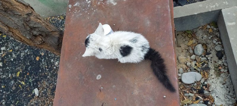 Котенок бесплатно заберите 2