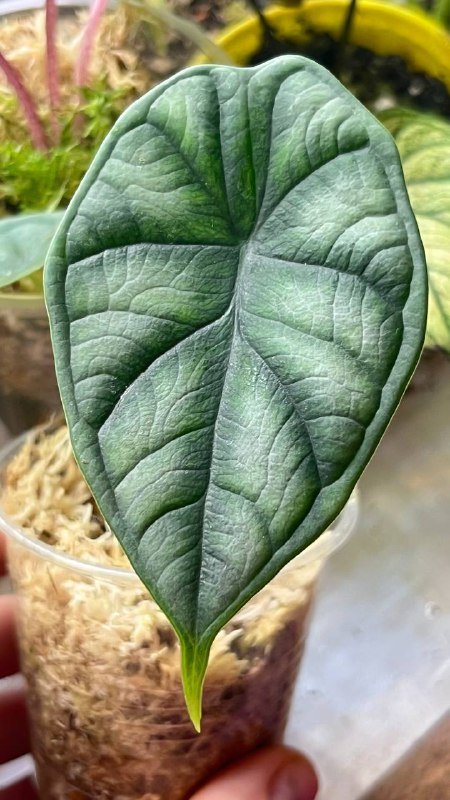 Гагеана ауреа, Полли, Юкатан принцесс, Шкура Дракона, Драгоценная орхидея