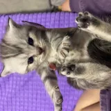 Шотландские котята 8