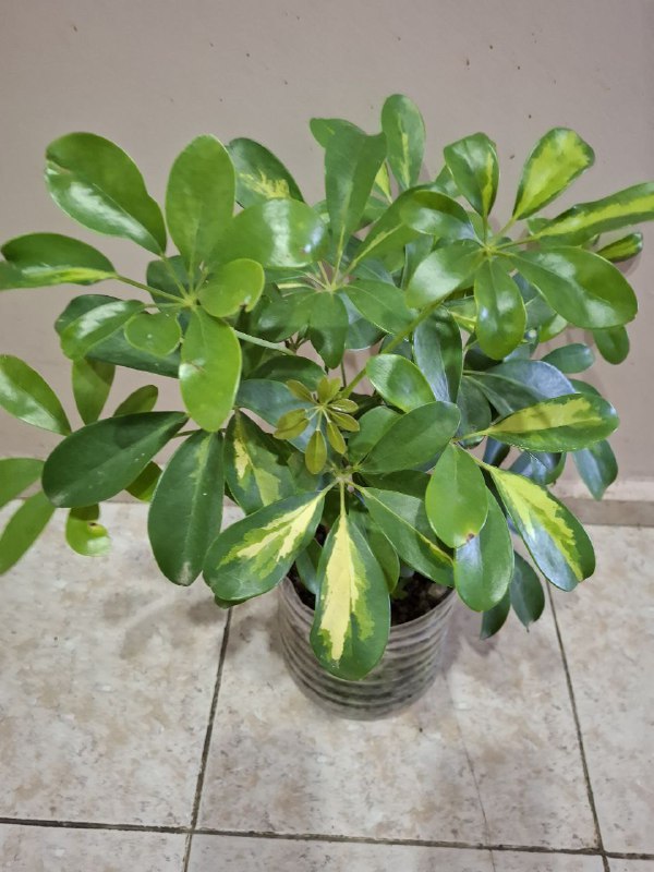 Фикус эластика, пеперомия, портулак, традесканции, шеффлера, седум пальмери 8