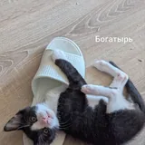 Котята Пухля, Богатырь и Пузырик 5