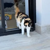Кошка Элис 2