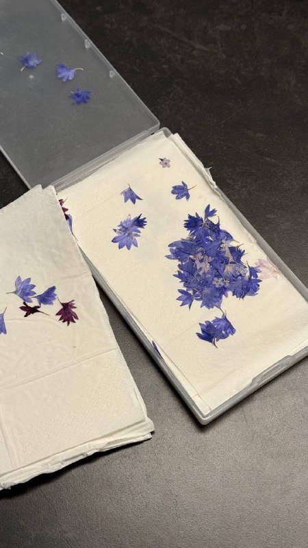 Сухоцветы в вакуумных упаковках, Вереск, Одуванчики, Лепестки василька 3